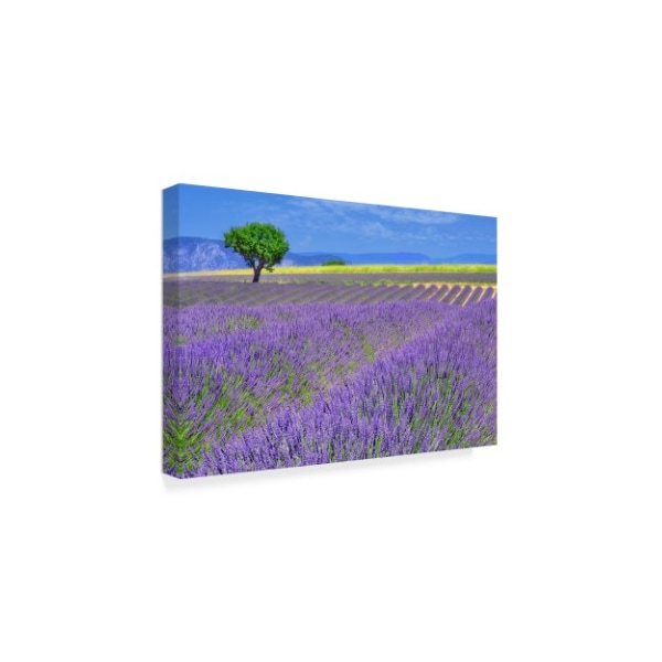 Cora Niele 'Lavender Fields With Tree' Canvas Art,12x19